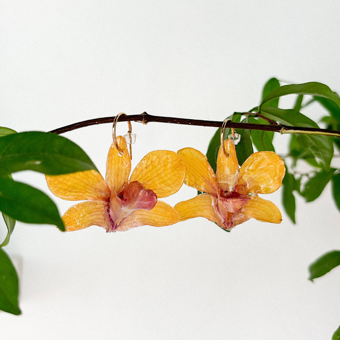 yellow orchid preserved earrings